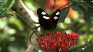 Fluttering Butterflies