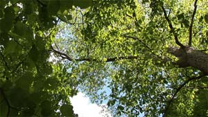 Summer trees are very relaxing.
