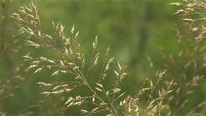 Prairie Footage