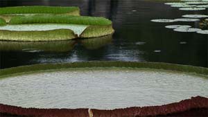 Rain on a pond is very relaxing. DVD includes 14 scenes.