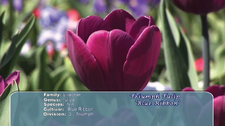 Flower pop up info is available at the click of your remote.