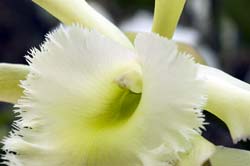 Brassolaeliocattleya Rios