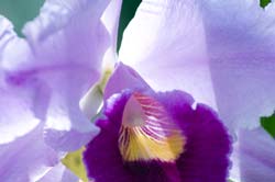 Laeliocattleya Eleanor Hitchcock