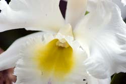 Mount Hood Mary Orchid