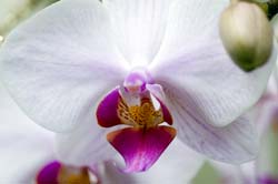 Mystery Orchid
