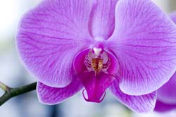 Mystery Orchid