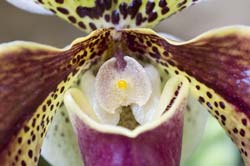 Paphiopedilum Milmoore