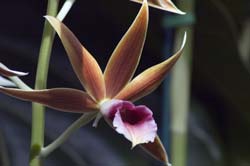 Phaius tankervilliae Windy