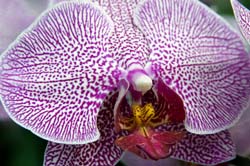 Unknown Phalaenopsis