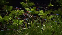 Neon tetras in a fish tank dvd