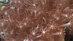 Close-up of a saltwater video aquarium (anemone)