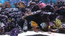 Wide shot of a saltwater video aquarium (colorful coral)