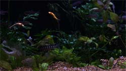 Saltwater fish in a fish tank DVD