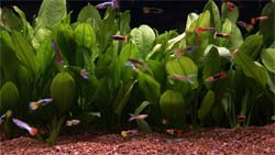 Guppies, wideshot, in an aquarium video 