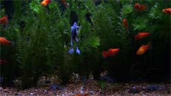 Frog climbing up the side of a video aquarium screen