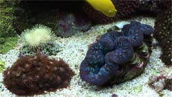 Close-up of a saltwater aquarium (clam)