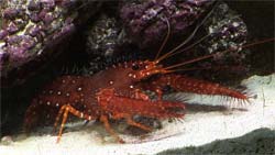 Small lobster in a fake aquarium dvd