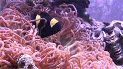 Clownfish in an anemone, saltwater aquarium