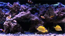 Wideshot of a saltwater video aquarium - rock coral, very rare.