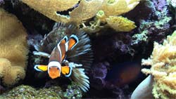 Clownfish in an aquarium video