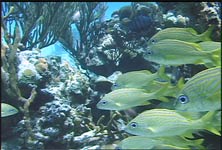 Fish for your TV.  Enjoy!