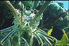 Lobster