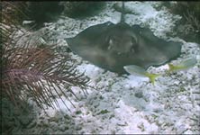 Sting Ray
