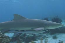 Sharks in a fake aquarium?  Yes, indeed.