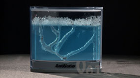 AntWorks Gel Ant Farm 12 days