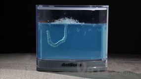 AntWorks gel ant farms after three day timelapse