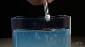 Adding harvester ants to the gel ant farm