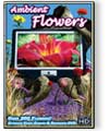 Ambient Flowers: Summer DVD