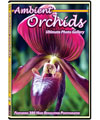 Ambient Orchids DVD