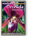 Ambient Orchids DVD