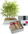 Grow Your Own Bonsai Kit