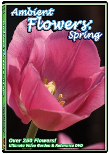 Ambient Flowers: Spring DVD