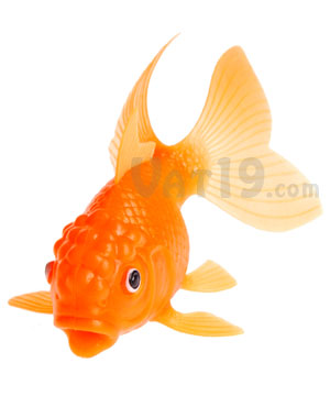 Koi Toy