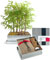 Grow Your Own Bonsai Kit