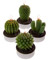 Cactus Tea Light Candles