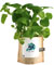 Pet-friendly Garden in a Bag - Catnip