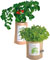 Garden-in-a-Bag