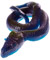 26-Pound Gummy Python - Blue Raspberry & Green Apple