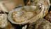 Oysters