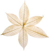 SoapLeaves last for two washings.
