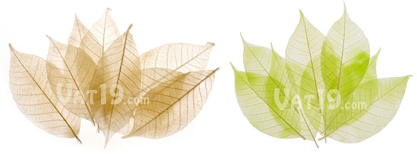 SoapLeaves are available in ivory and green